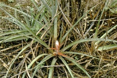 Bromelia balansae