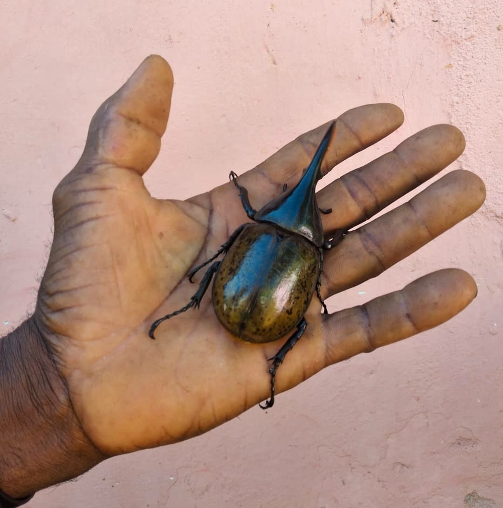 Dynastes paschoali