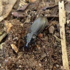 Pterostichus aethiops