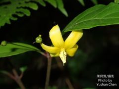 Lysimachia ardisioides