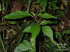 Lysimachia ardisioides