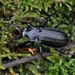 Carabus granulatus interstitialis - Photo (c) robertopegolo, some rights reserved (CC BY-NC), uploaded by robertopegolo