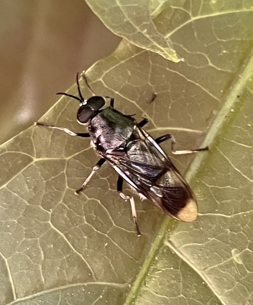 Nigritomyia loewii