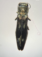 Agrilus fallax