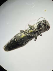 Agrilus fallax