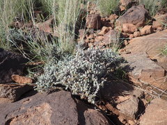 Helichrysum lucilioides