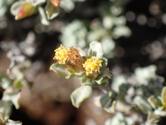 Helichrysum lucilioides