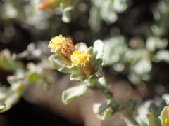 Helichrysum lucilioides