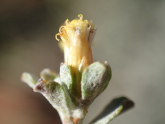 Helichrysum lucilioides