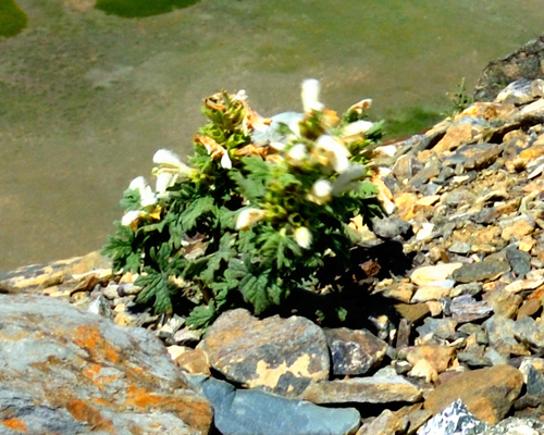 grey false motherwort (Panzerina canescens)