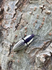 Chalcolepidius limbatus