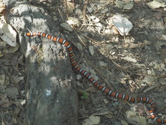 Lampropeltis zonata