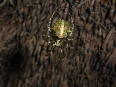 Cryptaranea atrihastula