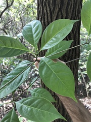 Cinnamomum parthenoxylon