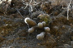 Mammillaria matudae