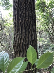 Cinnamomum parthenoxylon