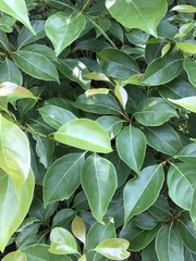 Cinnamomum parthenoxylon