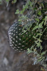 Mammillaria matudae