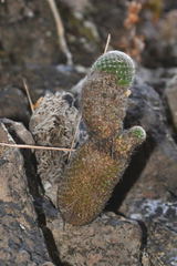 Mammillaria matudae