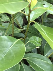 Cinnamomum parthenoxylon