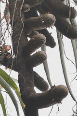 Mammillaria matudae