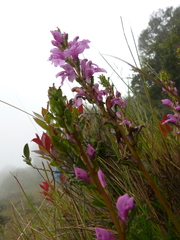 Pedicularis zeylanica