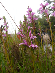 Pedicularis zeylanica