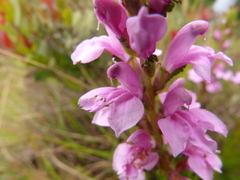 Pedicularis zeylanica