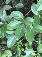 Cinnamomum parthenoxylon