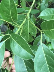 Cinnamomum parthenoxylon