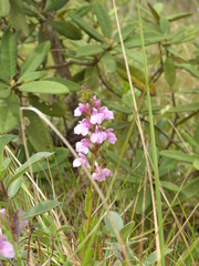 Pedicularis zeylanica