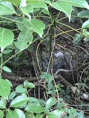 Cinnamomum parthenoxylon