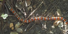 Lampropeltis zonata