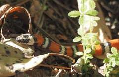 Lampropeltis zonata