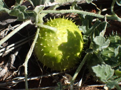 Cucumis hirsutus