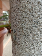 Sceloporus hondurensis