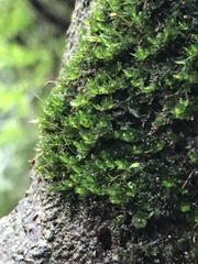 Fissidens zippelianus