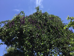 Macropsychanthus violaceus