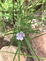 Monsonia angustifolia