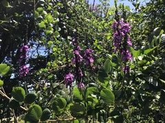 Macropsychanthus violaceus