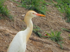 Bubulcus ibis