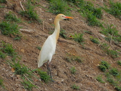 Bubulcus ibis