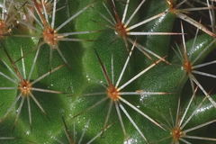 Mammillaria backebergiana