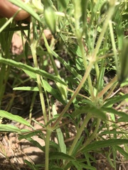 Monsonia angustifolia