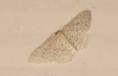 Idaea philocosma