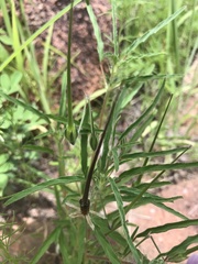 Monsonia angustifolia