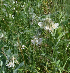 Vicia pannonica
