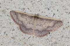 Idaea nephelota