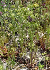 Valerianella uncinata