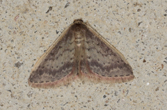 Idaea nephelota